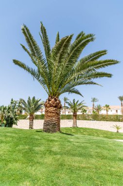 Şarm el Şeyh, Sina, Mısır Kızıldeniz kıyısında palmiye ağacı ile Sunny tatil plaj.