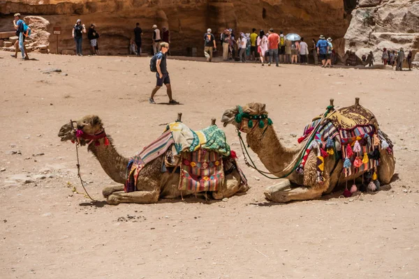 Petra, Jordanië-mei, 2019: Horse Carriange brengt toeristen in het Treasury Basin. — Stockfoto