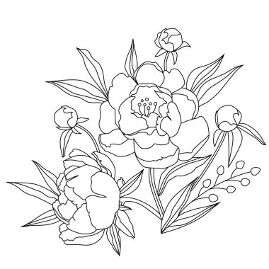 Şakayık, beyaz arka planda izole edilmiş. Bir çiçeğin doğrusal çizimi.