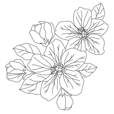 Beyaz arka planda elma çiçekleri ve yaprakların çizgi çizimi. Çizgi çizimi.