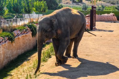 Yunanistan 'ın Atina kentindeki Attica Zooloji Parkı' nda kumlu çevresinde yürüyen Asya fili, güneş ışığı, doğal bitki örtüsü ve açık hava yapılarıyla çevrili..