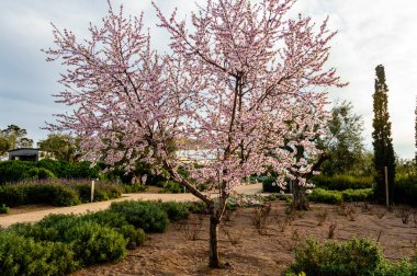Yunanistan 'ın başkenti Atina' daki Stavros Niarchos Park 'ta baharda manzaralı bir bahçede duran narin pembe çiçeklerle dolu badem ağacı mevsimsel güzelliği simgeliyor..