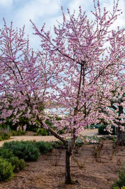 Yunanistan 'ın Atina kentindeki Stavros Niarchos Parkı' nda bahar aylarında canlı pembe çiçeklerle açan badem ağacı renkli ve mevsimsel bir doğal manzara yaratıyor.
