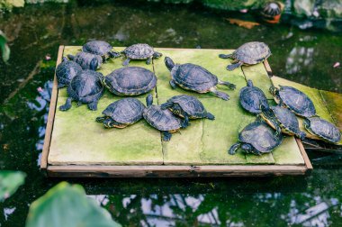 Huzurlu bir botanik bahçesinde yemyeşil yemyeşil kaplumbağalar güneşleniyor ve yüzüyorlar..