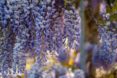 Çiçek açmış mis kokulu mor çiçekler, yakın çekimde asılan zarif yarışlarda şelale gibi..