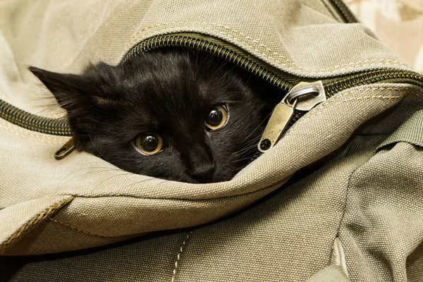 Black cat in backpack looks