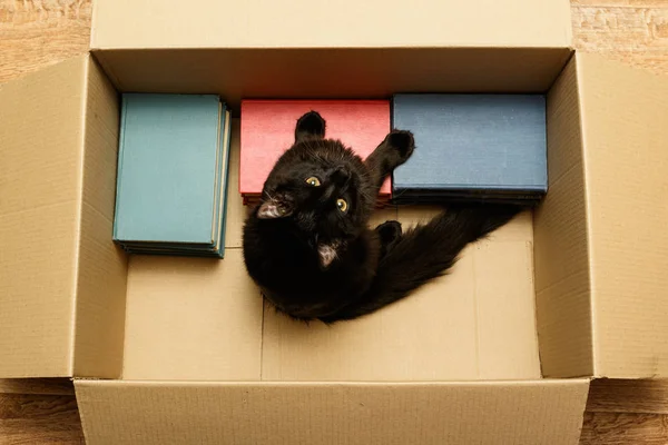 Кот сидит в коробке с книгами — стоковое фото