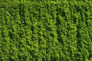 Büyük yeşil asma duvar