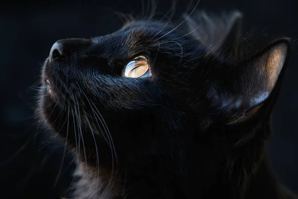Portrét černé kočky — Stock fotografie