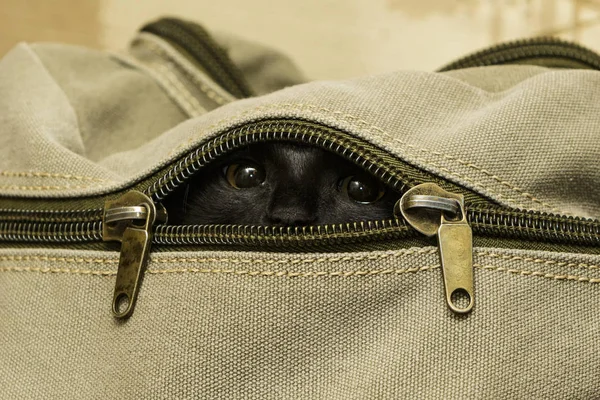 Sırt çantası içinde siyah kedi görünüyor.