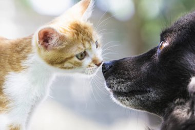 Kırmızı bir kedi ve bir köpeğin arkadaşlığı..