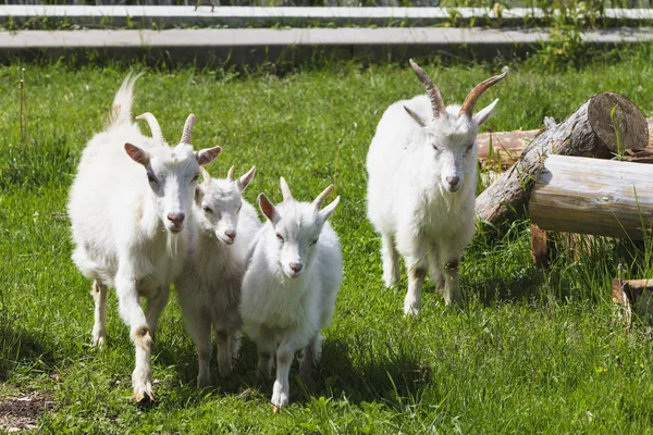 Köydeki bir çiftlikte keçiler.