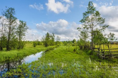 Nehirli bir ormanda sel basmış çayırlar..