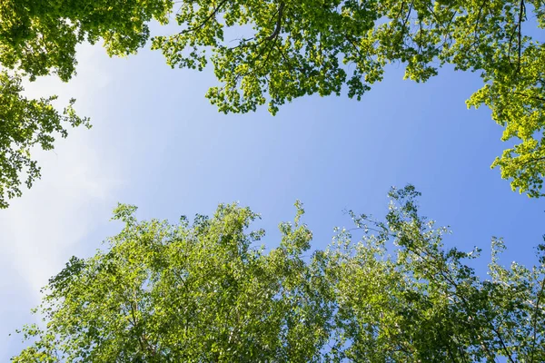 Blauwe Lucht Tussen Bomen Met Een Kopie Van Ruimte Stockfoto
