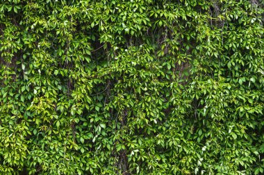 Uzayın bir kopyasıyla yeşil yapraklardan bir duvar