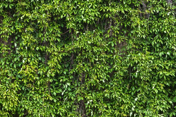 Uzayın bir kopyasıyla yeşil yapraklardan bir duvar