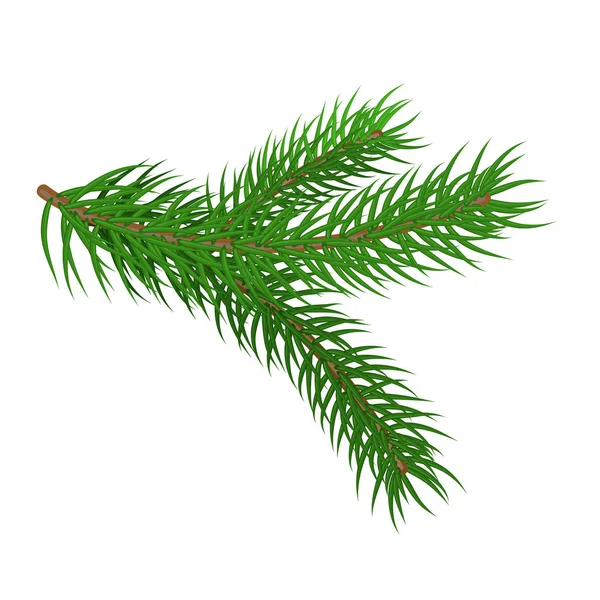 Green spruce branch. — Stock Vector