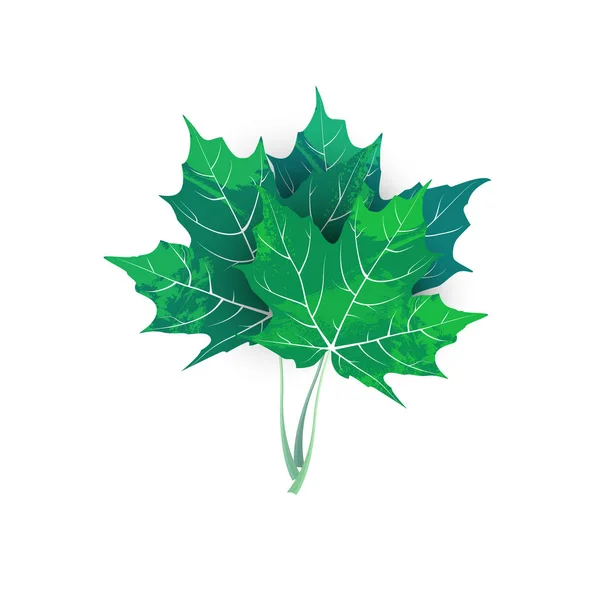 Σφενδάμι πράσινα φύλλα σε λευκό φόντο — Διανυσματικό Αρχείο