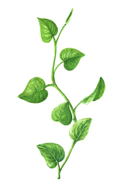 Painted vine, green leaves, watercolor nature isolated on white background — Stock Photo, Image