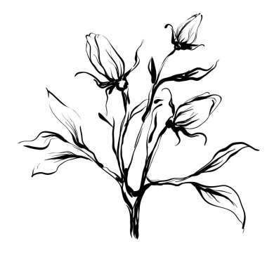 Dekoratif, beyaz arka plan üzerinde izole el çizilmiş çiçek, vektör