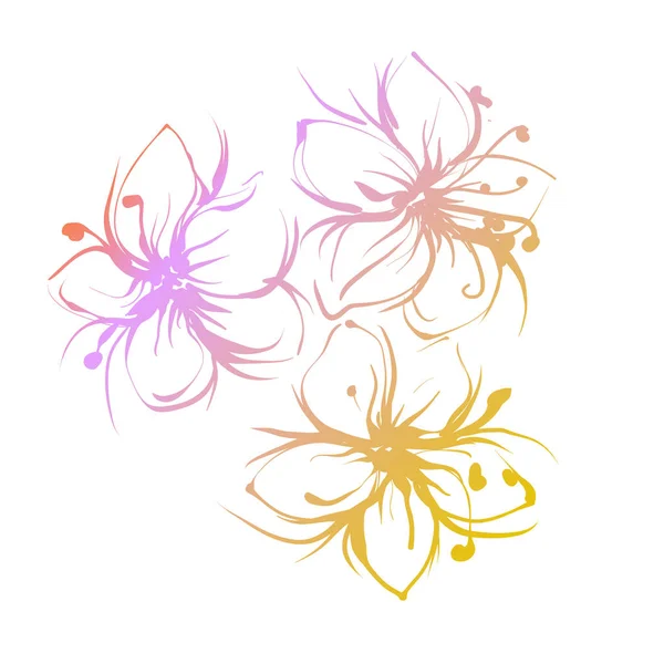 Bloemen op een witte achtergrond, Vector. Drie getekende bloemen — Stockvector