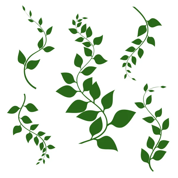 Vector groene takken met groene bladeren en krullen, geïsoleerd op witte achtergrond. Vector illustratie. — Stockvector