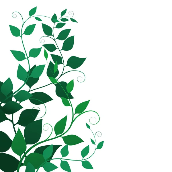 Fondo con hojas verdes y rizos, ilustración vectorial. sucursales — Vector de stock