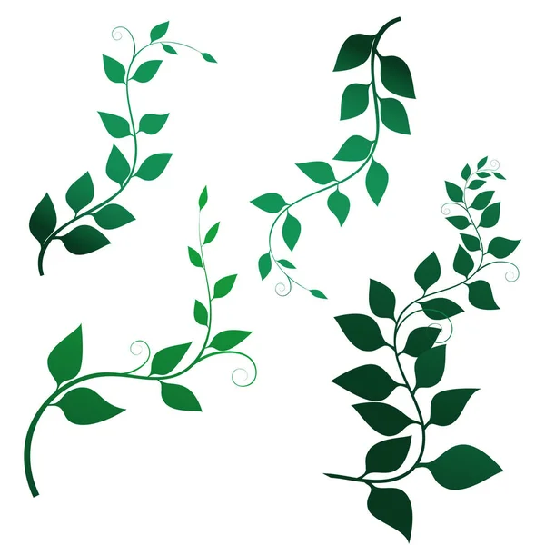 Vetor de ramos verdes com folhas verdes e cachos, isolados sobre fundo branco. Ilustração vetorial . — Vetor de Stock