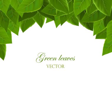 Green leaves on top, dense foliage. Background with leaves, clipart