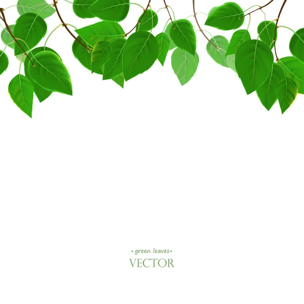 Branches with fresh green leaves, vector background. Leaflets hang from above. — Stock Vector