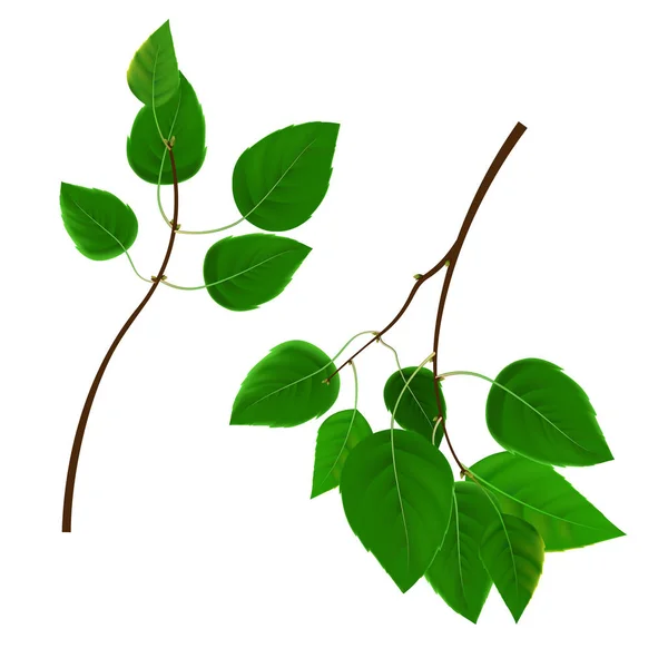 Ramas con hojas verdes sobre fondo blanco, vector. Ramas de abedul — Archivo Imágenes Vectoriales