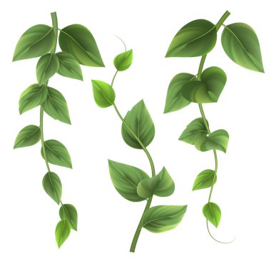 İzole bitki dalları, vektör. Beyaz arka planda yeşil yapraklar. Vektör yeşil dalları