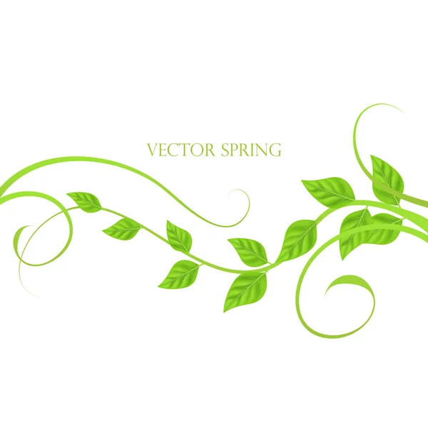 Векторная пружина, веретеновая веточка. Зеленые молодые листья на белом фоне . — стоковый вектор