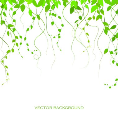 background with green leaves, creepers, vector twigs. Green twigs. Curtain of lianas