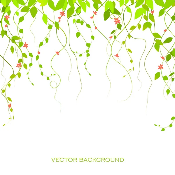 Background with green branches and flowers, lianas, vector branches. The curtain is lian — Stock Vector