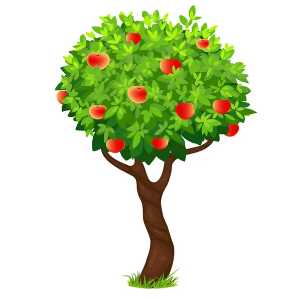 Manzano sobre fondo blanco, árbol con manzanas — Vector de stock