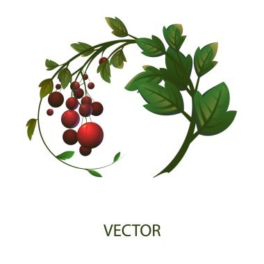 Çilekli izole bir dal. Kırmızı berrie ile vektör kolu