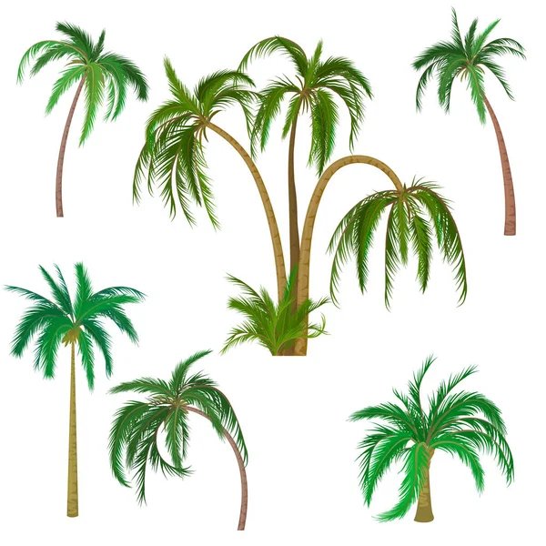 Palmeras Tropicales Aisladas Palmeras Vectoriales Sobre Fondo Blanco — Vector de stock