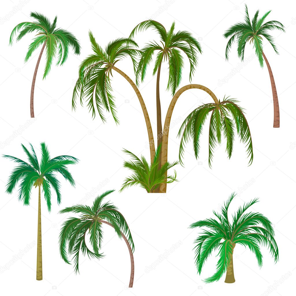 Palm.Tropical palm trees isolated. Vector palm trees on a white background.