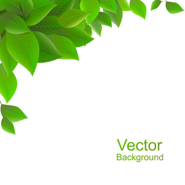 Background White Background Green Leaves Vector Illustration Spring Background — Stock Vector