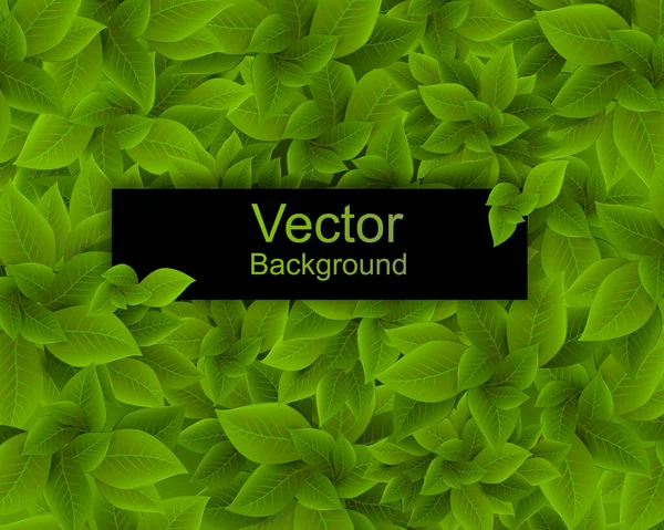 Feuillage dense. Illustration vectorielle. Fond vert dense luxuriant, fond vectoriel — Image vectorielle