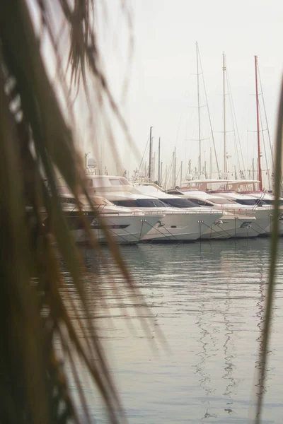 Yacht Parking Dans Baie Avec Palmiers Sur Île Palma Majorque — Photo