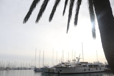 Bay palmiye ağaçları, üzerinde Adası Palma de Mallorca İspanya Balear Adaları ile otopark yat.