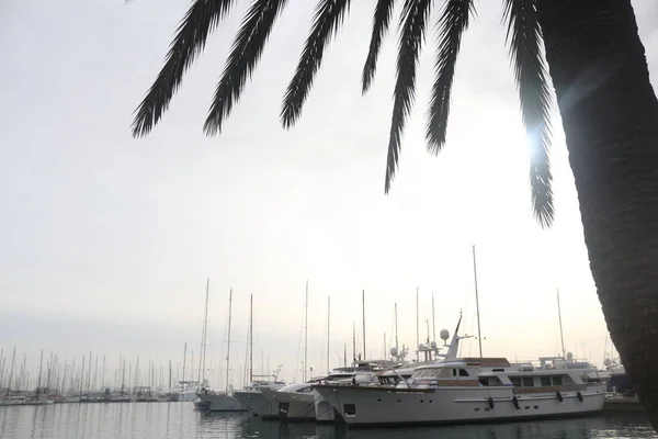Yachtparkplatz in der Bucht mit Palmen, auf der Insel Palma de Mallorca auf den Balearen in Spanien. — Stockfoto