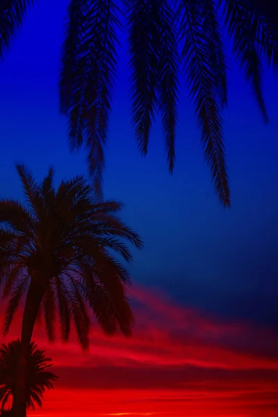 Palm Trees Island Mallorca Beach Photo Travel Vacation Tropical Beach — Stock Photo, Image