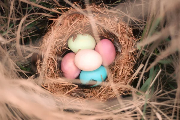 复活节快乐。五颜六色的复活节彩蛋在一个有羽毛的巢. — 图库照片