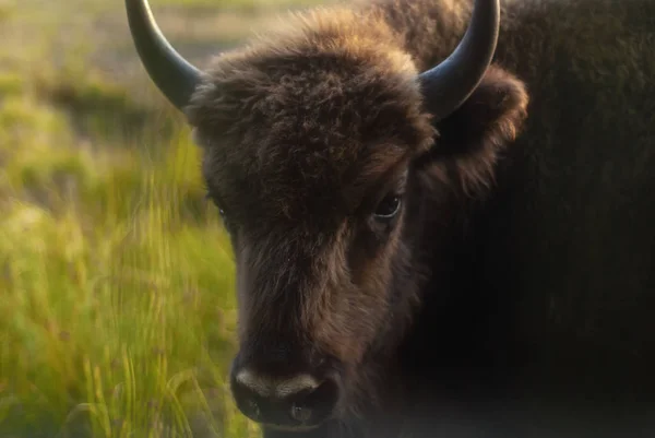 Großer Brauner Wisent in Nahaufnahme vor einem Hintergrund der Natur. — Stockfoto