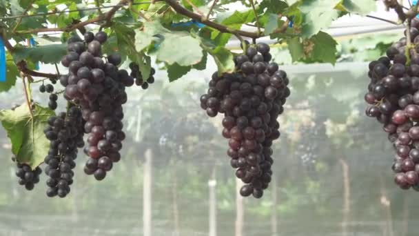 Червоний Виноград Саду — стокове відео