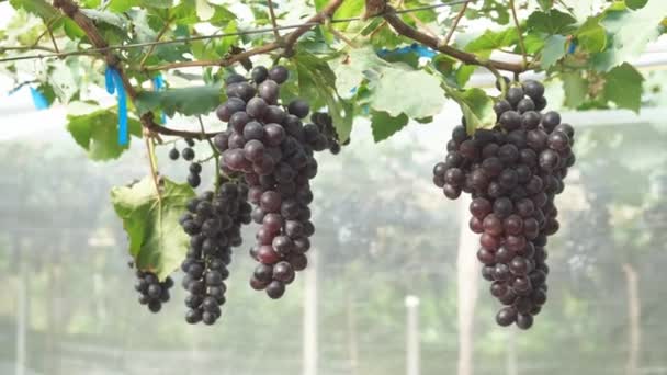 Raisins Rouges Dans Jardin — Video