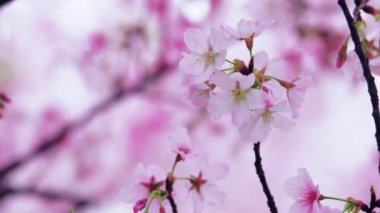 Kiraz çiçekleri çırpınan Rüzgar, Tokyo, Japonya